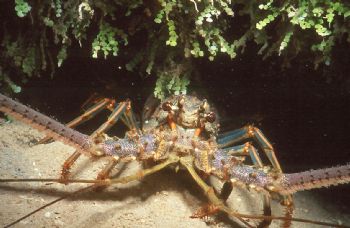 Lunch!  Taken in Grand Cayman at night with NikV, 35mm le... by Beverly Speed 